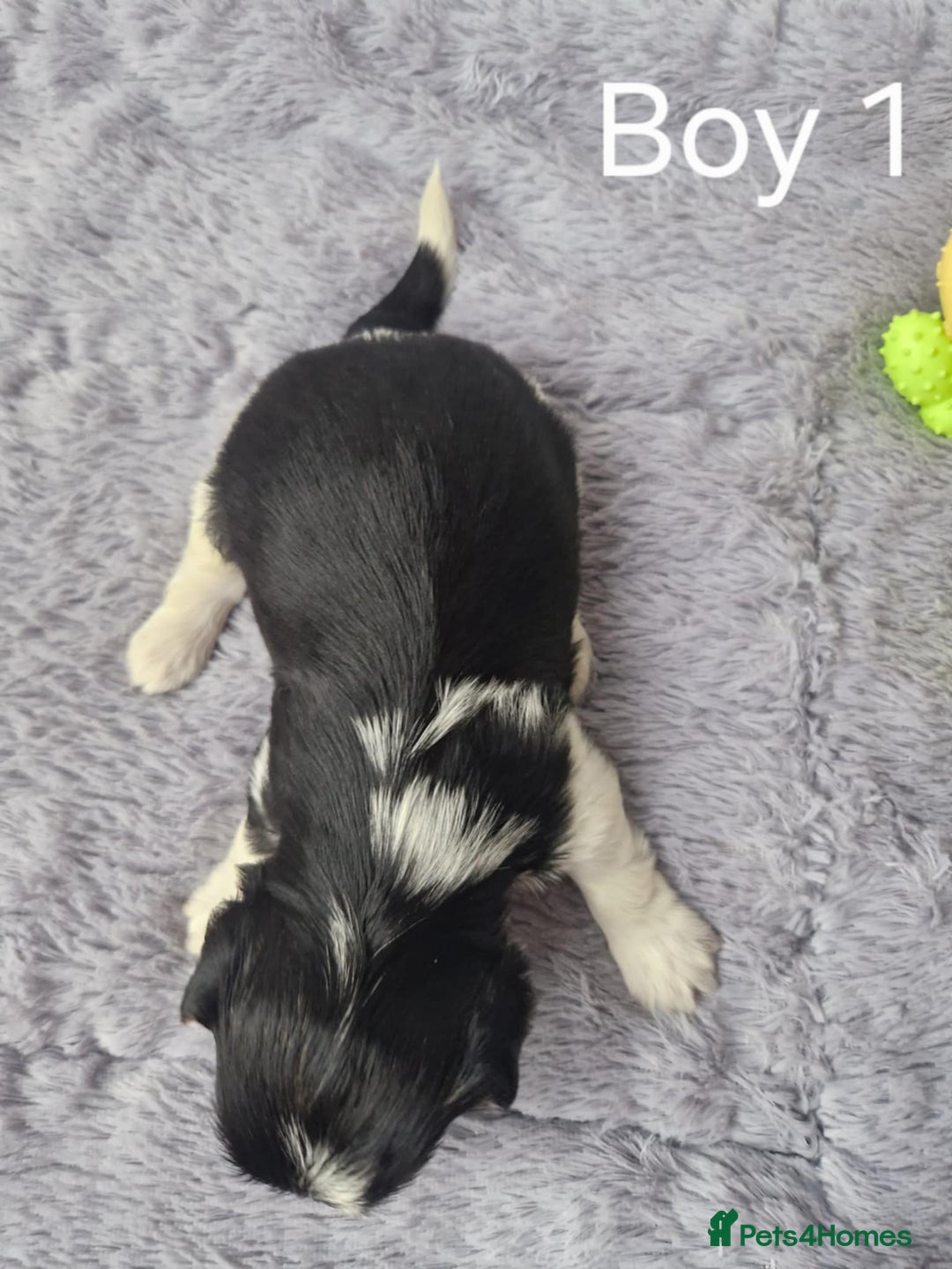 Biewer Terrier dogs for sale: Yorkshire Biewer Terriers Puppies - Image 10