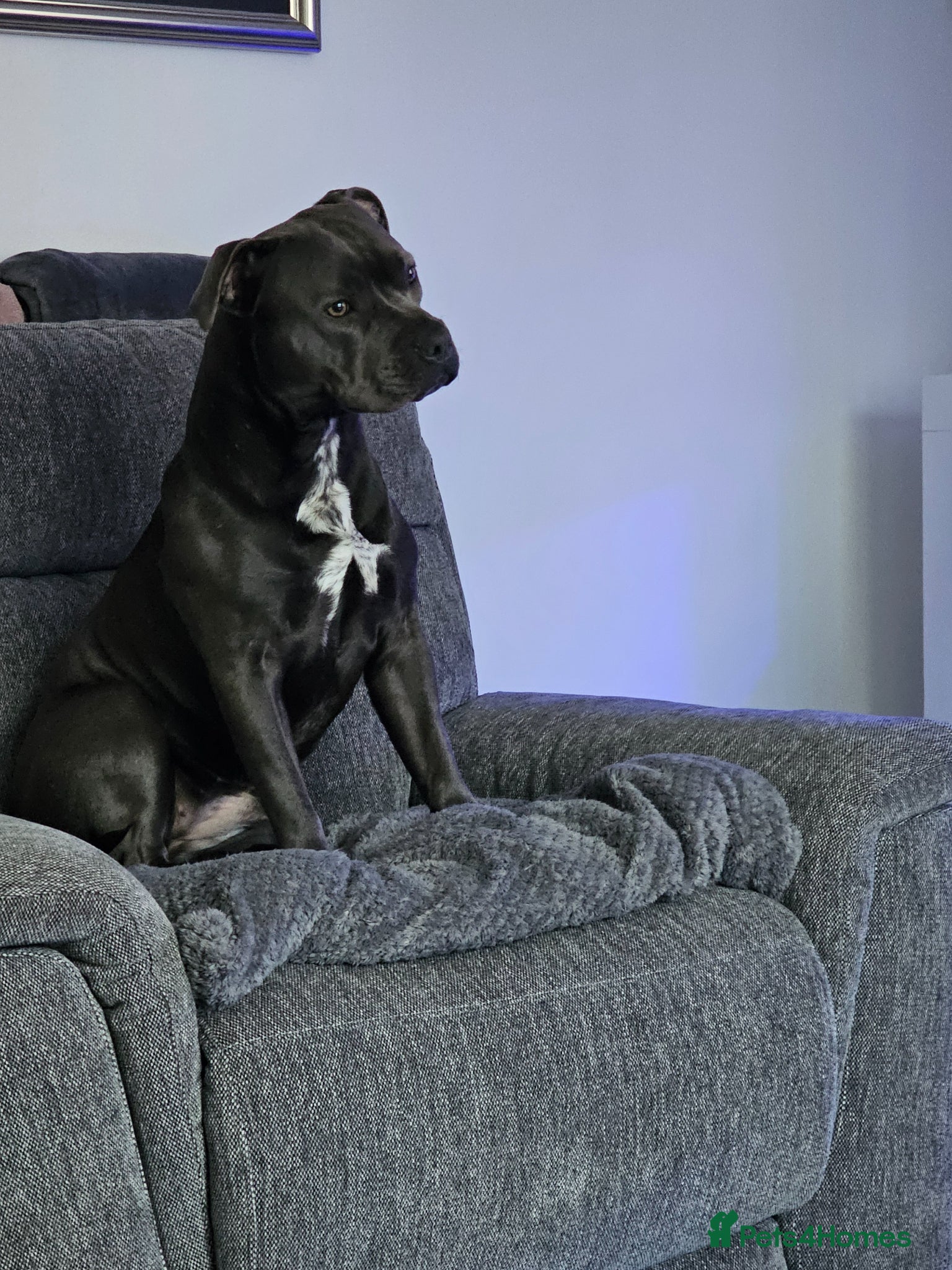 Mixed Breed dogs Staffxpocket bully - Advert 3