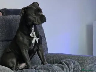 Mixed Breed dogs Staffxpocket bully - Advert 3