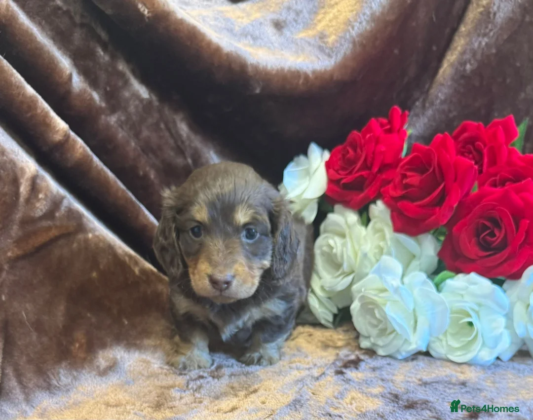 Miniature Dachshund dogs for sale: Beautiful Long Haired Miniature Dachshund Pups 🐶  - Advert 35