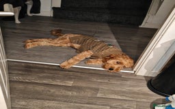 Cavapoo dogs for sale: REHOMING  - Advert 1