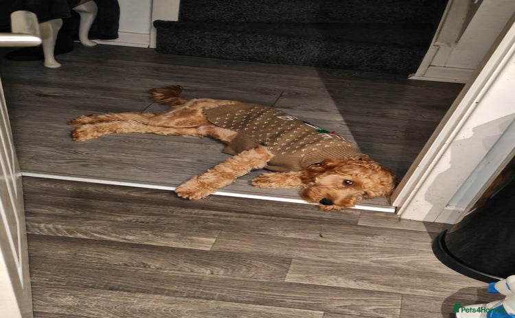 Cavapoo dogs REHOMING  - Advert 1