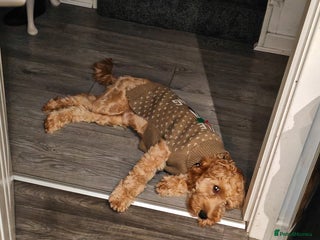 Cavapoo dogs REHOMING - Advert 1