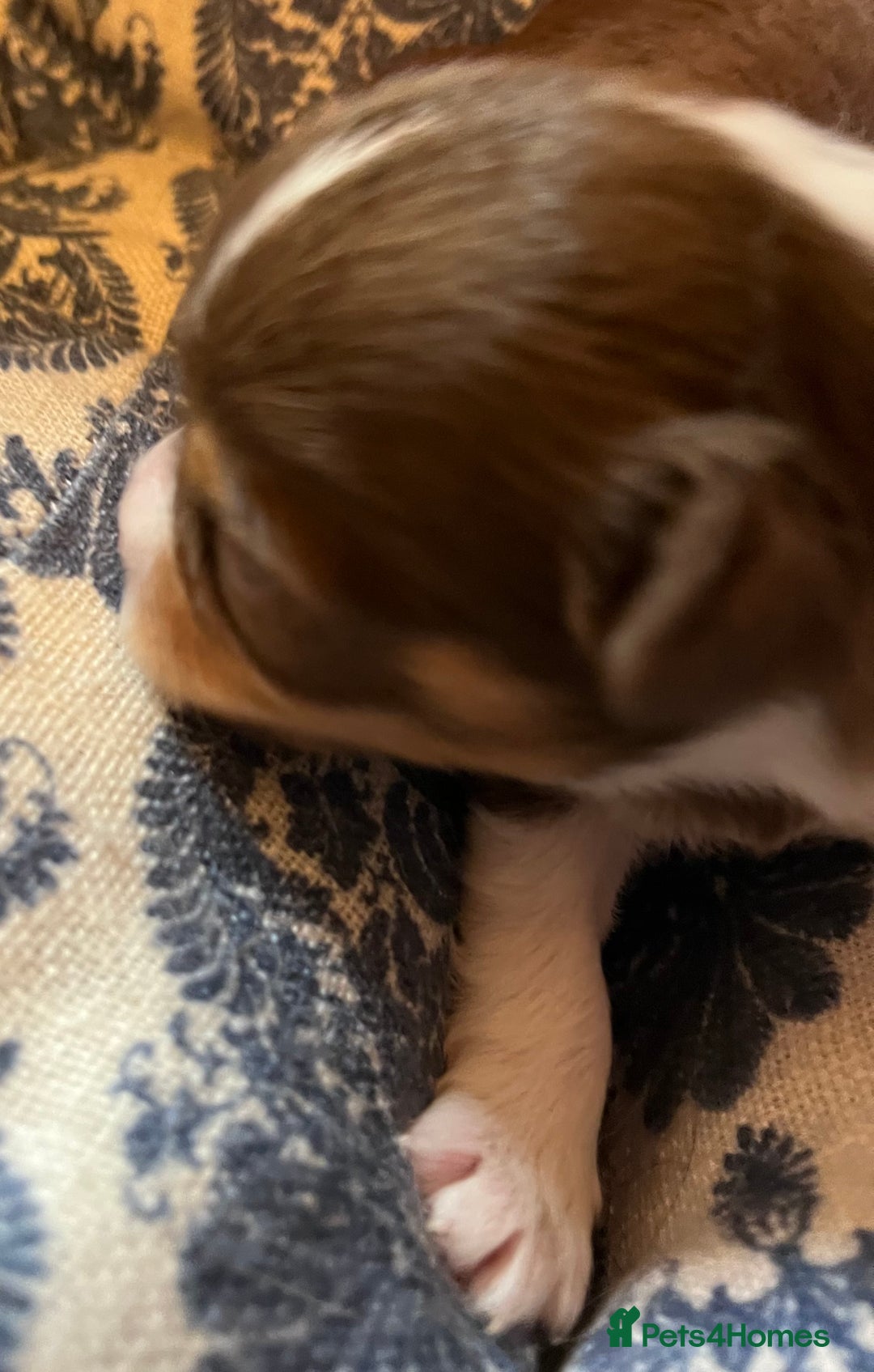 Chihuahua dogs for sale: chihuahua boy puppies  - Advert 12