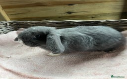Mini Lop rabbits for sale: Gorgeous mini lops  - Advert 5