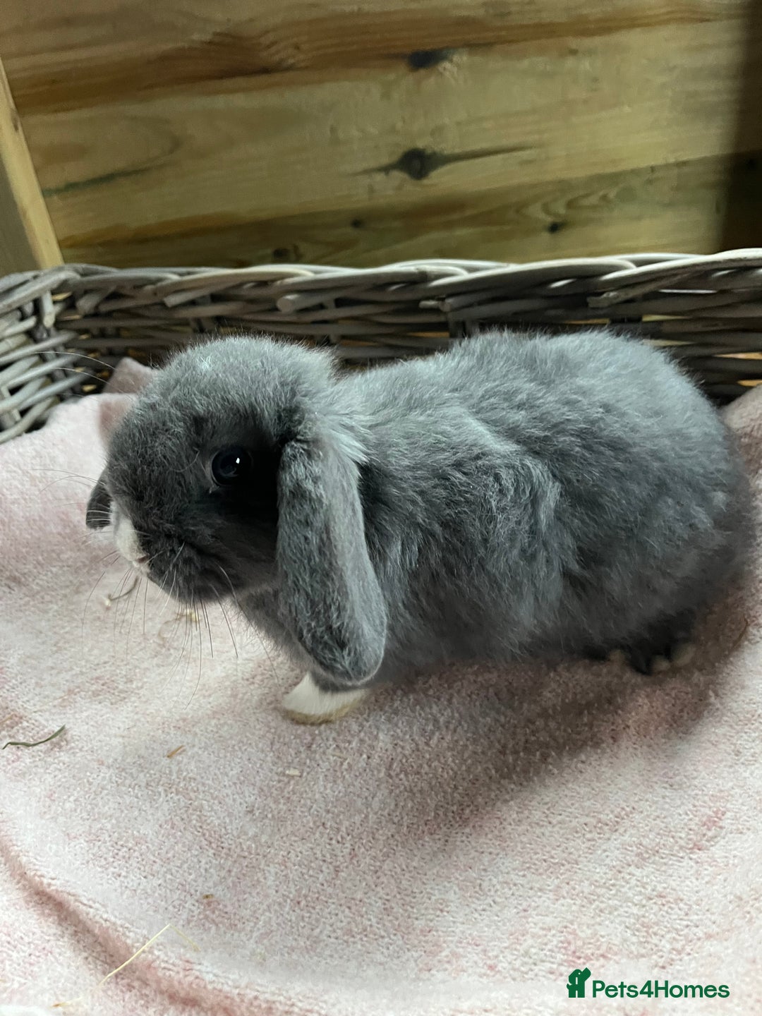 Mini Lop rabbits for sale: Gorgeous mini lops  - Advert 5