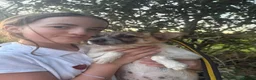 Mixed Breed dogs for adoption: Shira - Norwich Norfolk  - Advert 2
