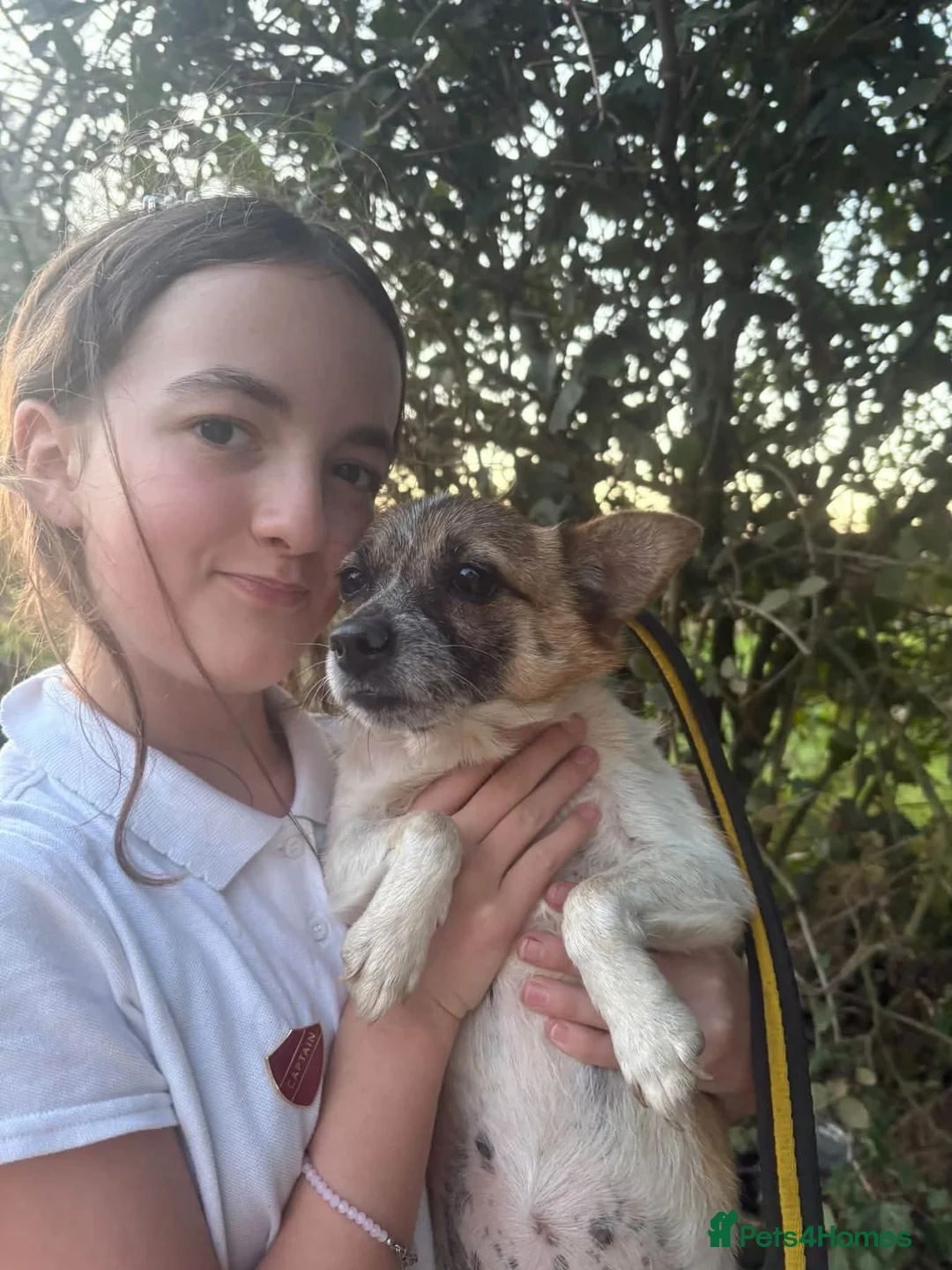 Mixed Breed dogs for adoption: Shira - Norwich Norfolk  - Advert 2