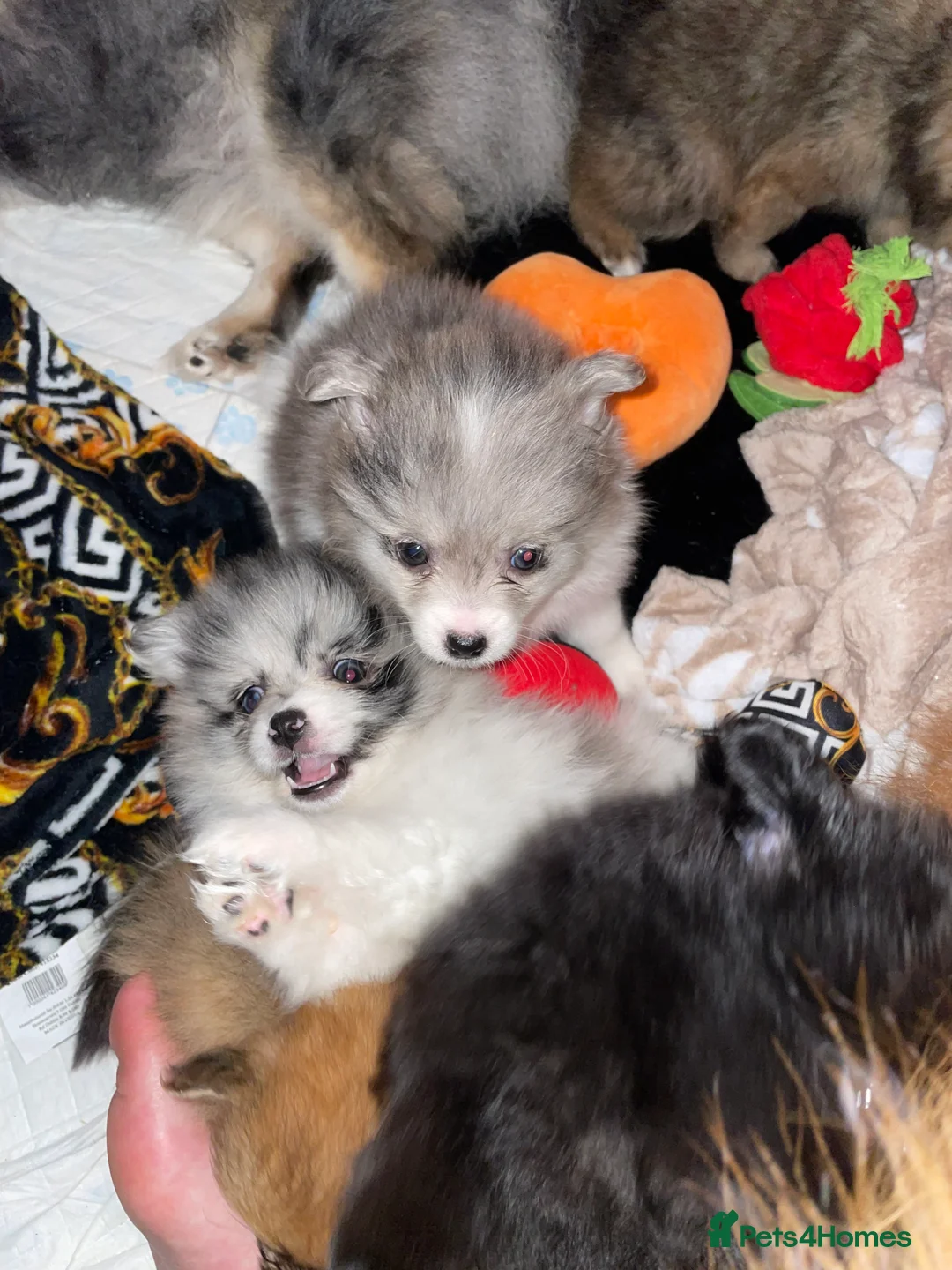 Pomeranian dogs for sale: Pomeranian puppies  - Advert 15