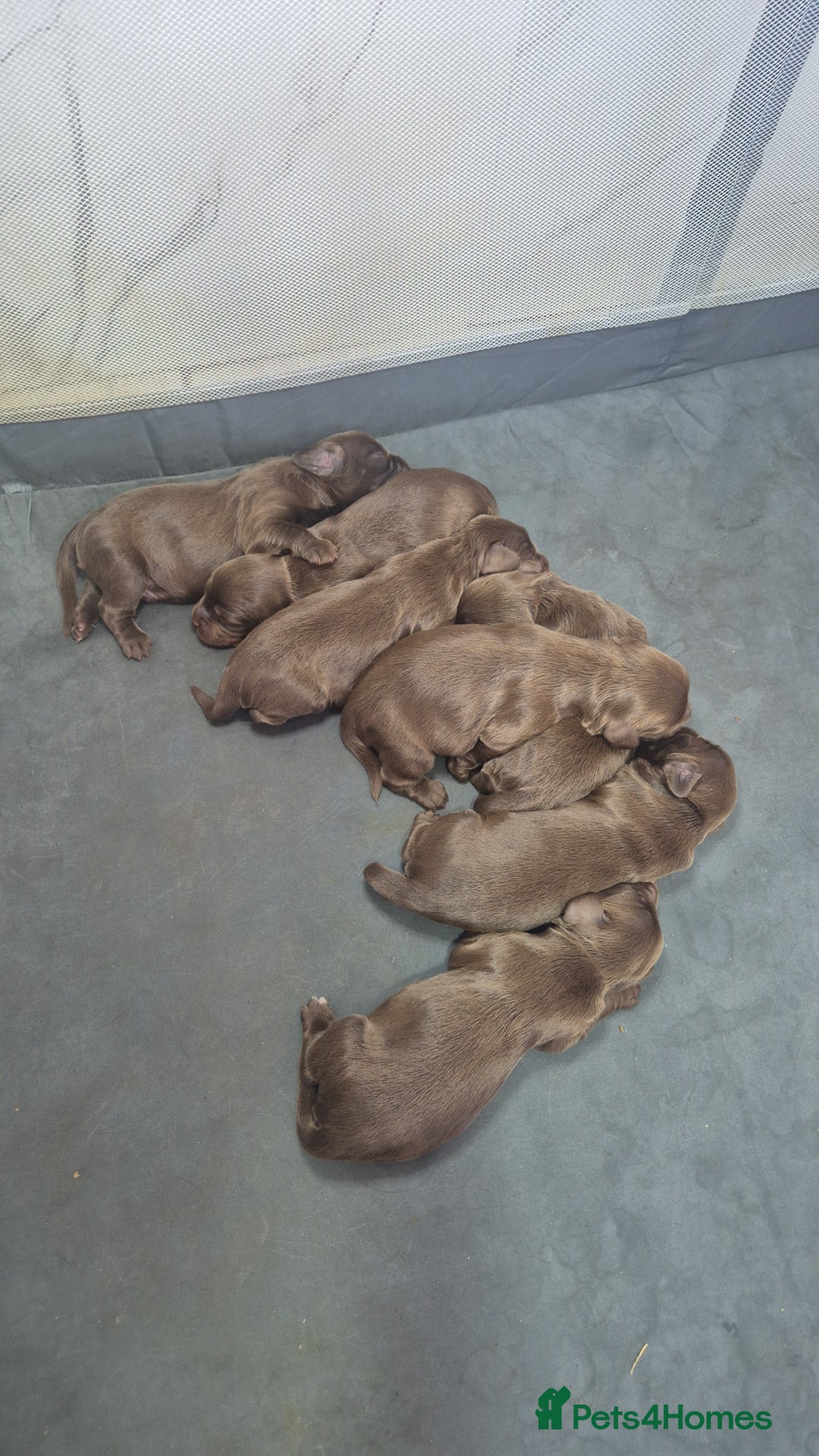 Cocker Spaniel dogs for sale: Working cocker puppies for sale - Image 4