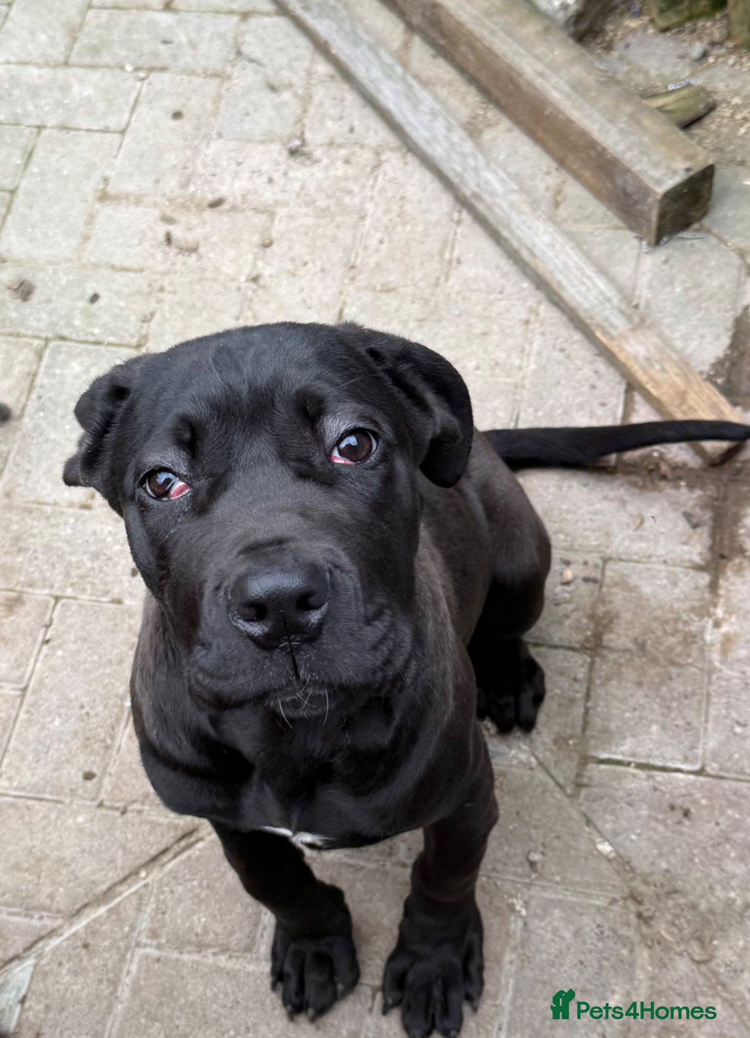 Cane Corso dogs Female cane corso - Advert 1