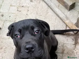 Cane Corso dogs Female cane corso - Advert 8
