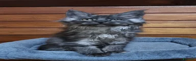 Smoke male