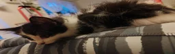 Mixed Breed cats for sale: Kittens - Advert 5
