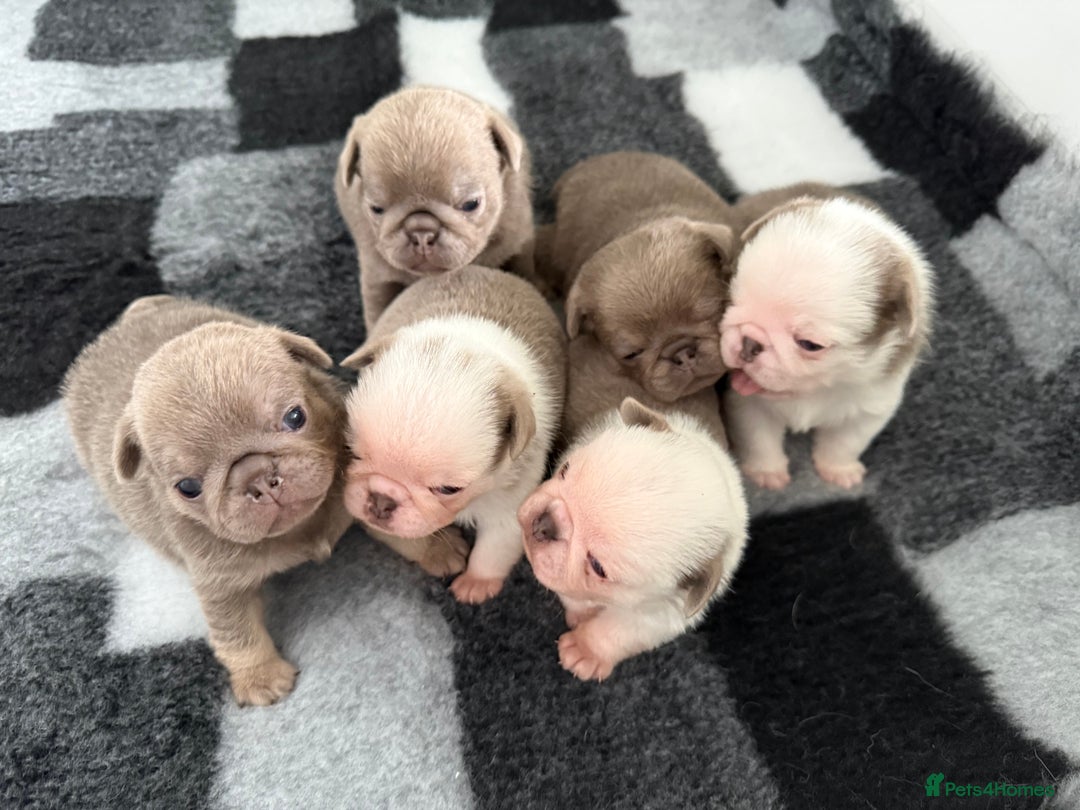 Pug dogs for sale: Stunning litter lilac tans and lilac tan pandas - Image 8