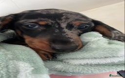 Dachshund dogs for sale: Hi I have beautiful puppy girl - Image 2