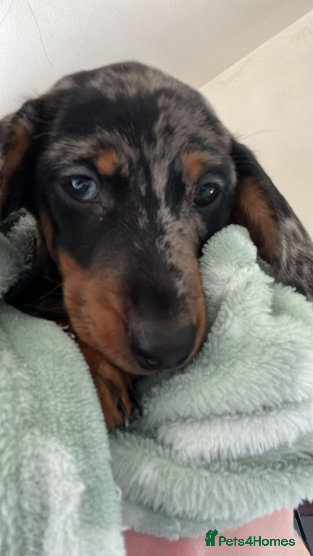 Dachshund dogs for sale: Hi I have beautiful puppy girl - Image 2