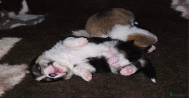 Welsh Corgi Pembroke dogs Stunning KC Registered Babies Available.  - Advert 12