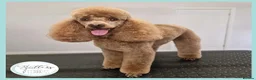 Cavapoo dogs for sale: Beautiful F1 Cavapoo puppies in Skelmersdale - Advert 5