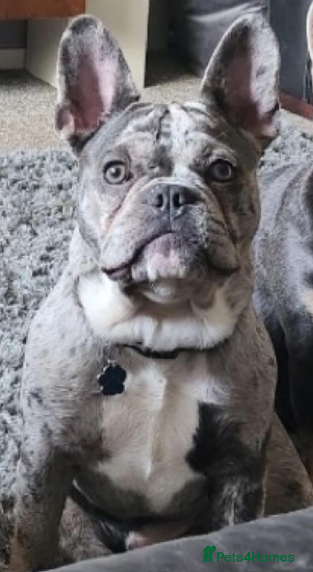 French Bulldog dogs for sale: Rehoming KC Registered French Bulldog - Advert 5