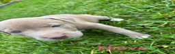 Mixed Breed dogs for sale: Stafford bull terrier cross lurcher in Chesterfield - Advert 14