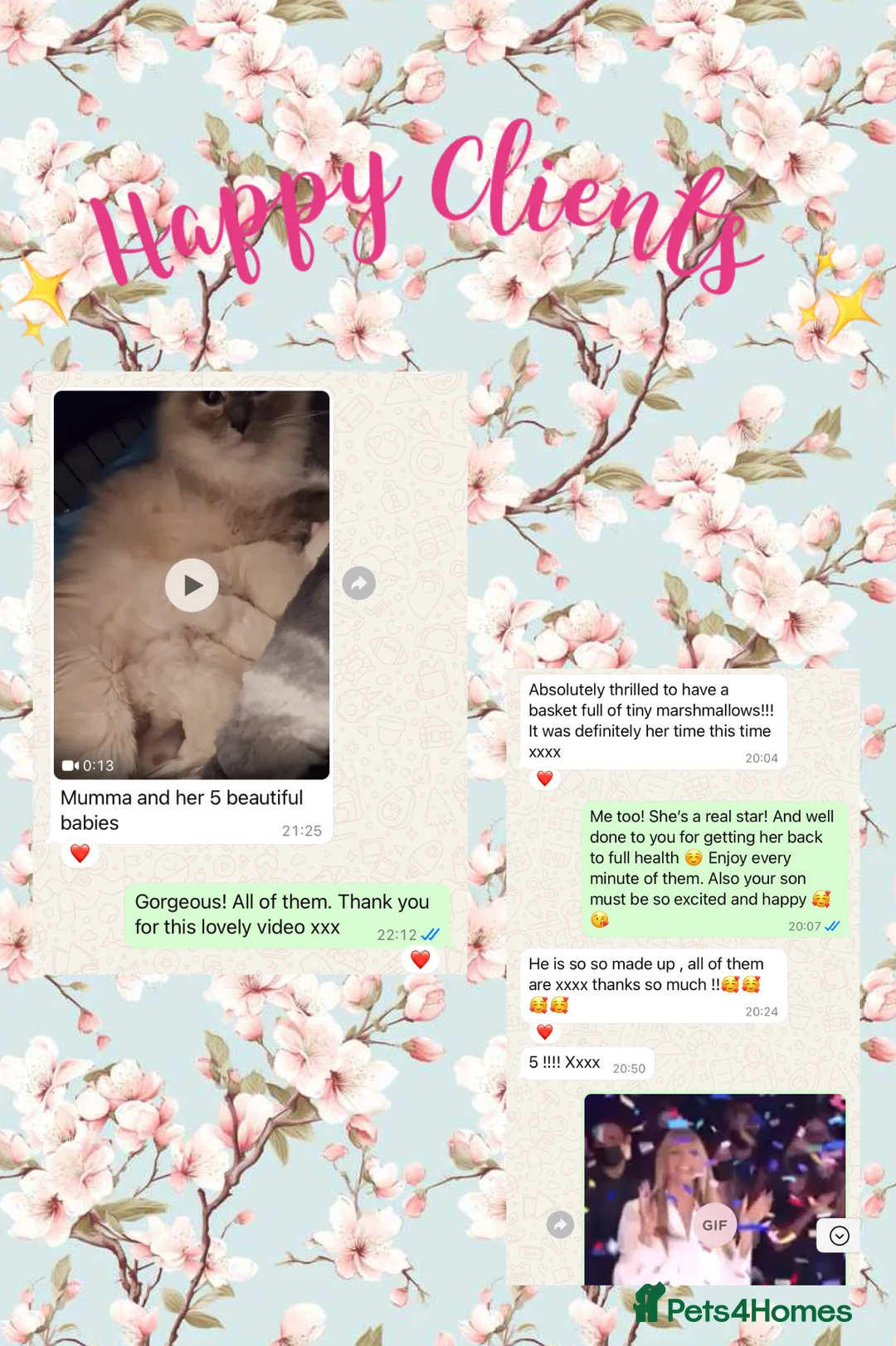 Ragdoll cats for stud: G.Champion✅GCCF/TICA Reg✅FIV/FELV/DNA✅Ragdoll stud in London - Advert 9