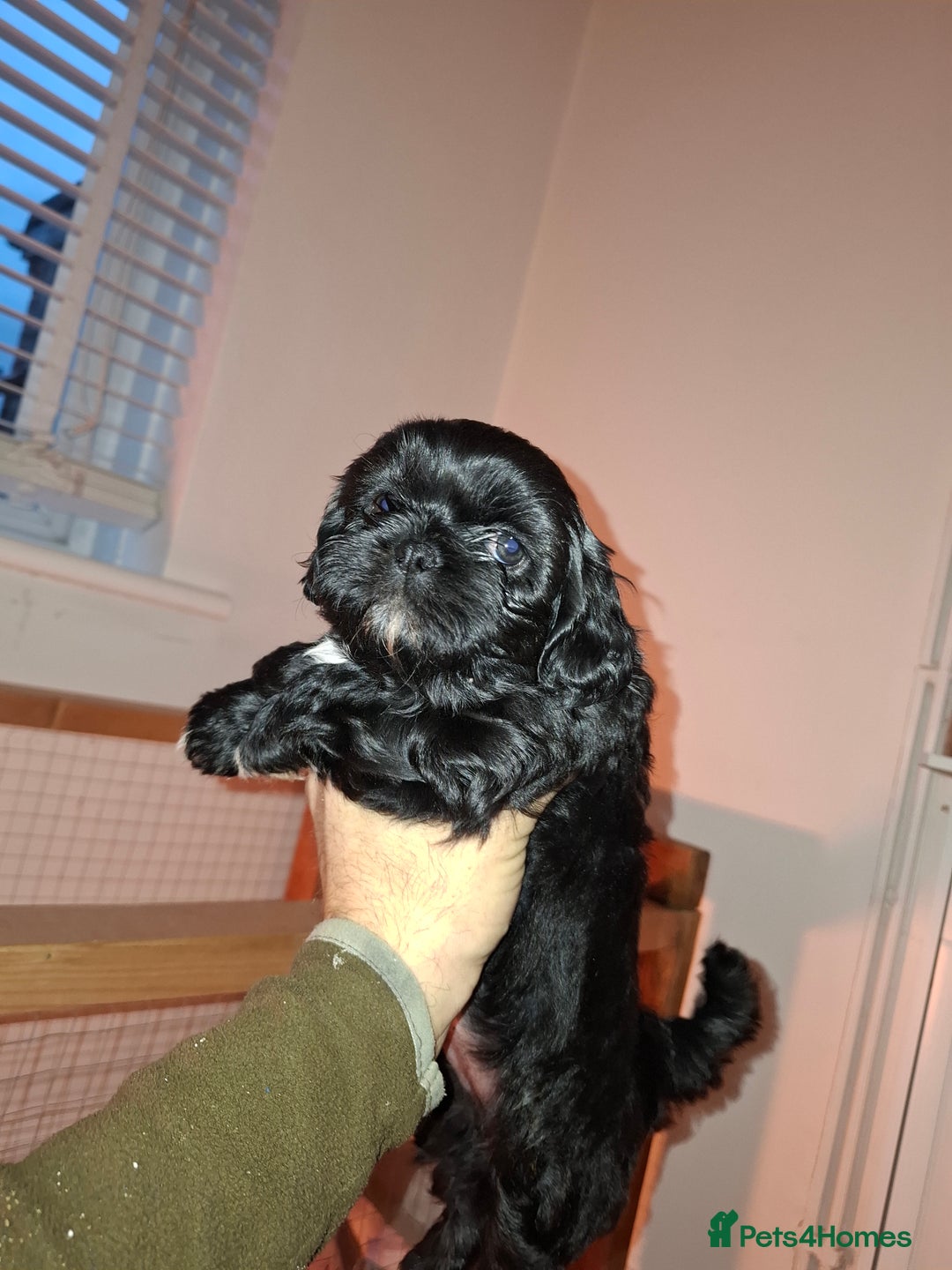 Shih Tzu dogs for sale: Shih tzu pups - Advert 20