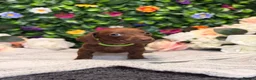 Dachshund dogs for sale: Standard Dachshund Puppies - READY NOW - Advert 26