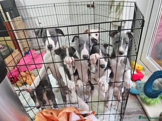 Whippet dogs KENNEL CLUB WHIPPETS - Advert 5