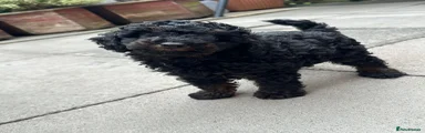 Toy Poodle 1