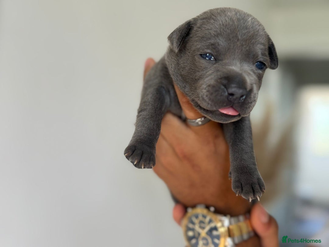 Staffordshire Bull Terrier dogs for sale: 😍😍 BEAUTIFUL & CHUNKY BLUES💙 - Image 11