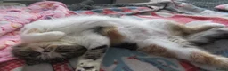 Exotic cats for sale: Super sweet Exotic female kitten READY NOW - Advert 6