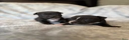 Staffordshire Bull Terrier dogs for sale: Stunning Staffordshire bull terrier puppies in Manchester - Advert 18
