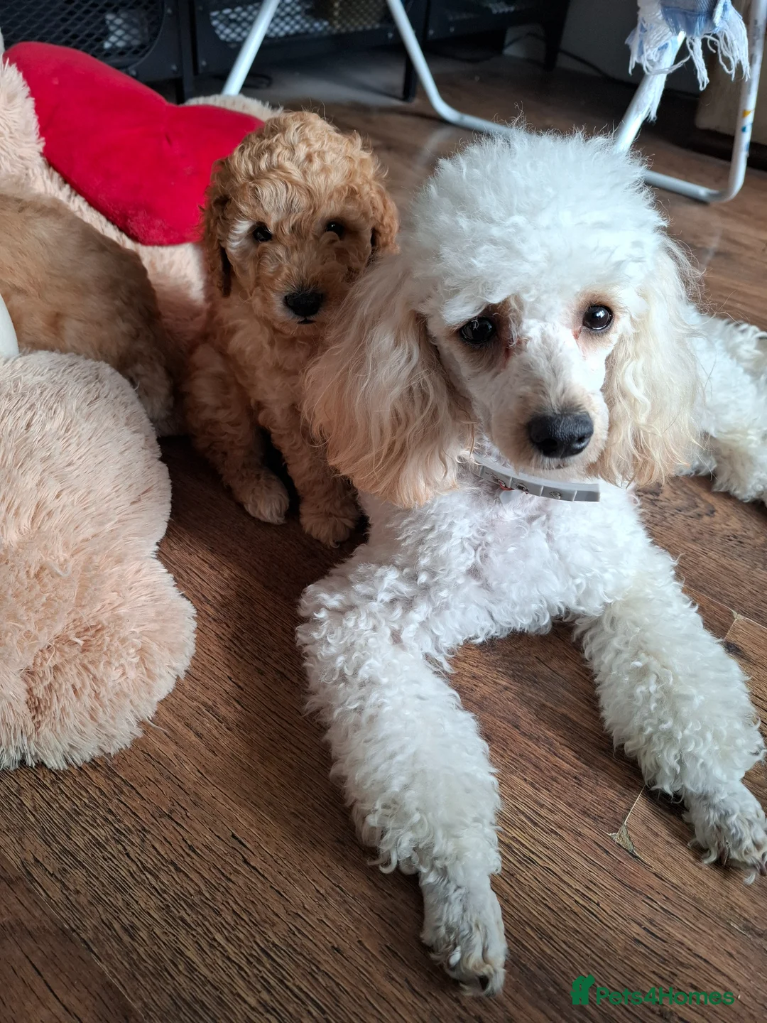 Miniature Poodle dogs for sale: Stunning Apricot Miniature Poodle Puppies - Advert 2