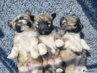 Lhasa Apso dogs Lhasa Apso Puppies - Advert 14