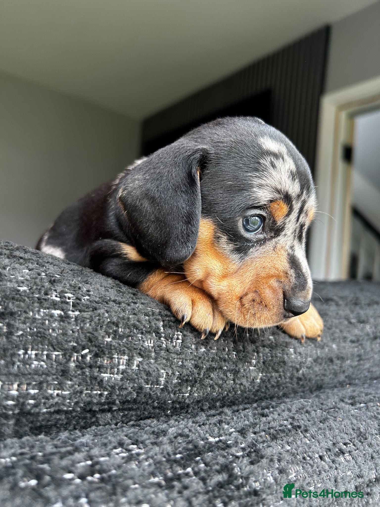 Miniature Dachshund dogs Miniature Dachshund  - Advert 2