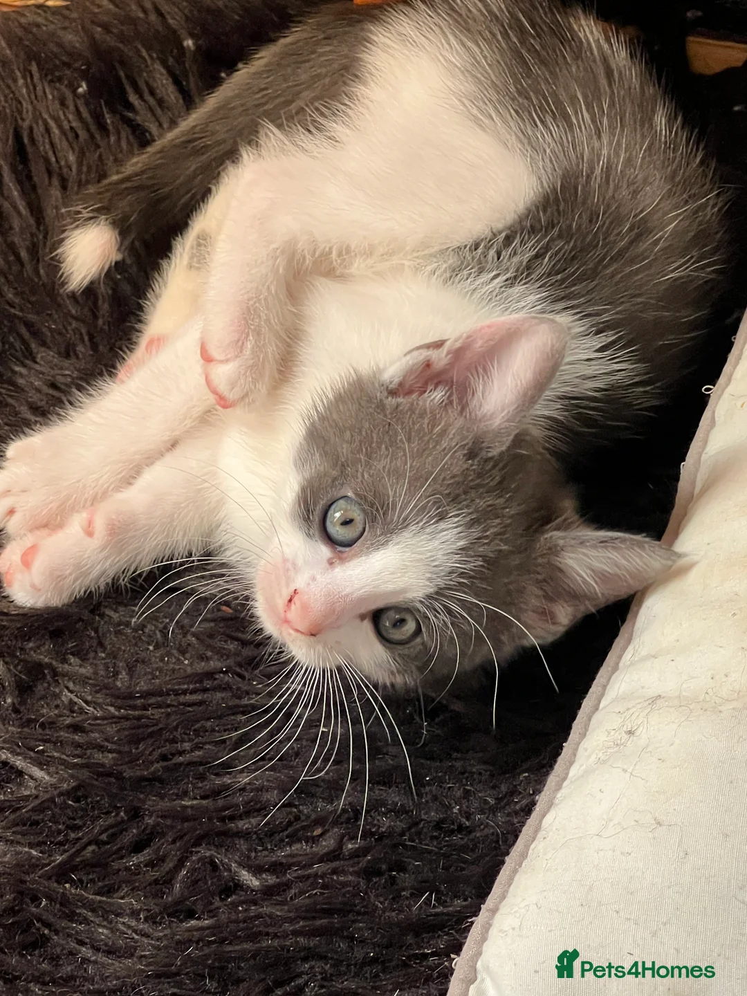 Mixed Breed cats for sale: Princess  - Advert 6
