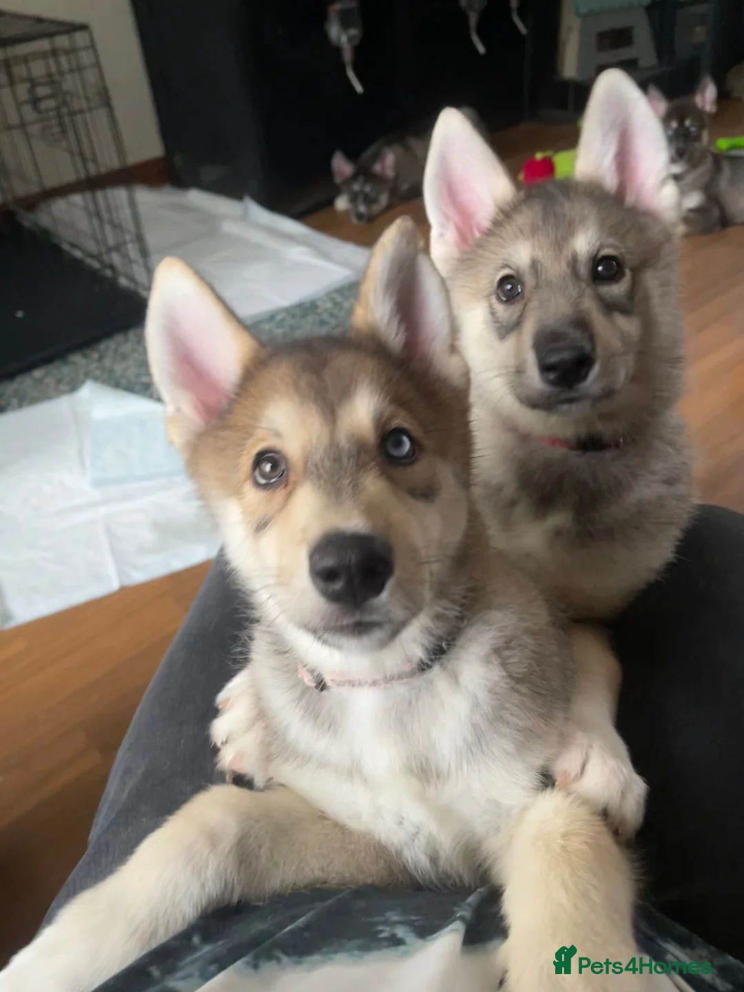 Shepsky dogs for sale: Shepskys - Advert 1