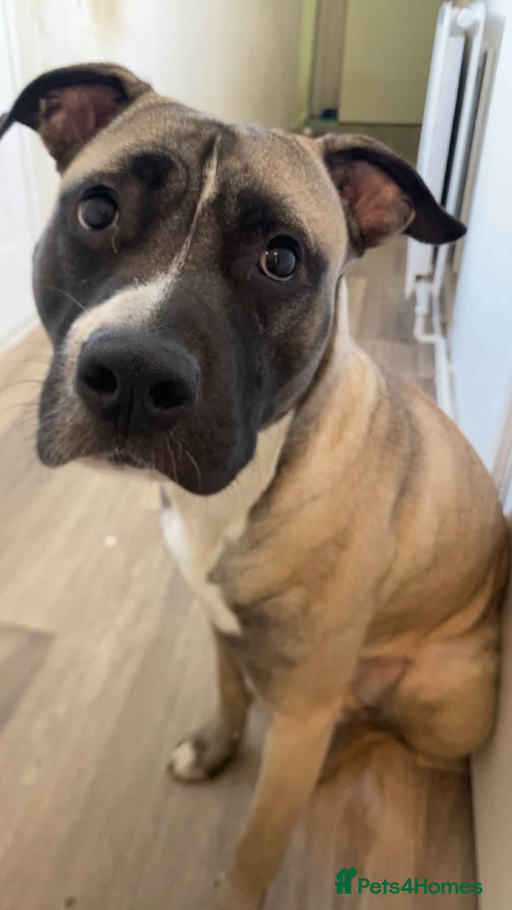 Mixed Breed dogs Looking for a home  - Advert 3