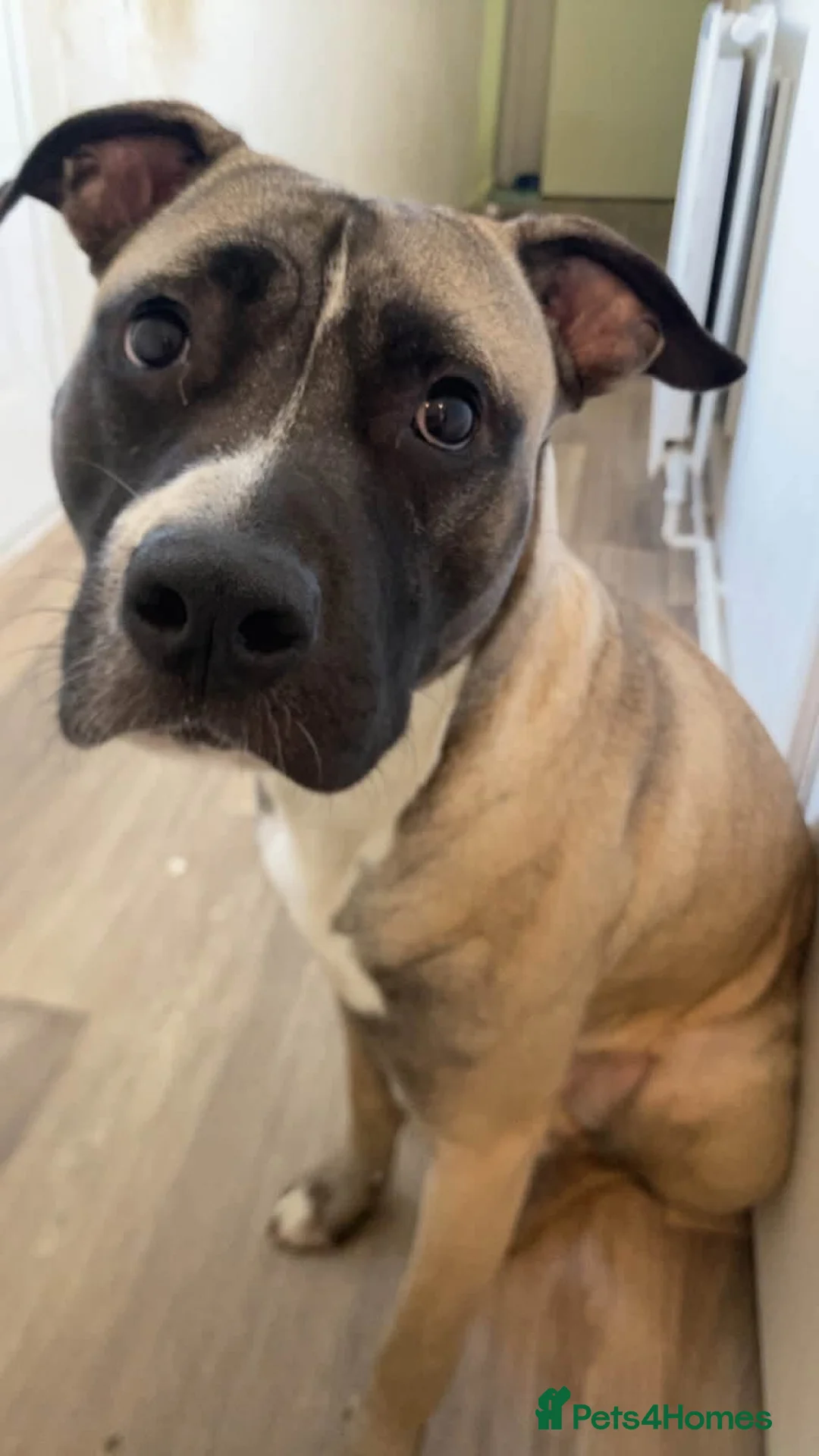 Mixed Breed dogs for sale: Looking for a home  in Hereford - Advert 1
