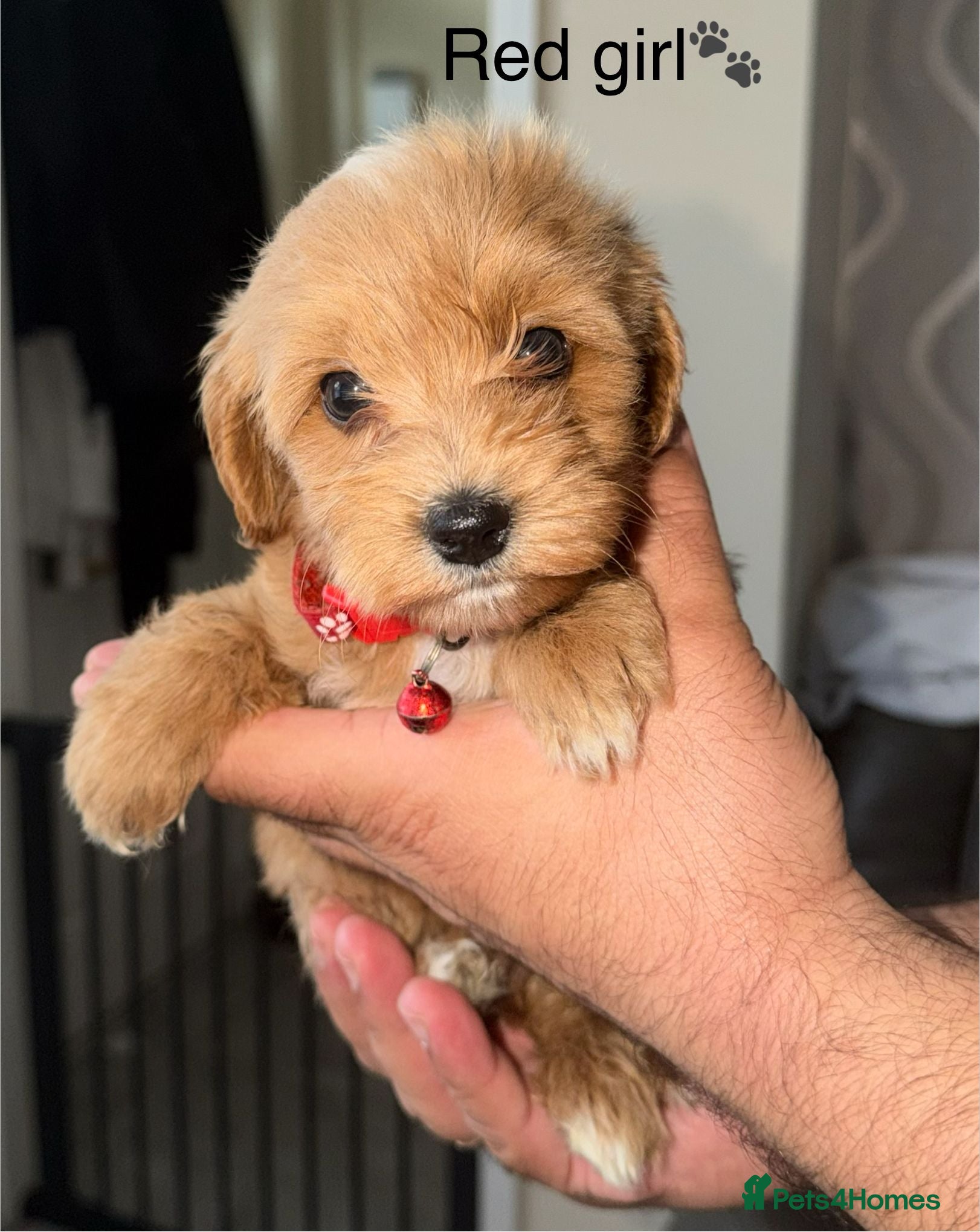 Cavapoo dogs Stunning F1b Cavapoo Puppies,DNA health tested Mum - Advert 9