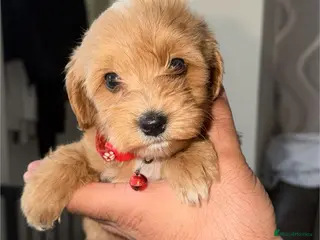 Cavapoo dogs Stunning F1b Cavapoo Puppies,DNA health tested Mum - Advert 9