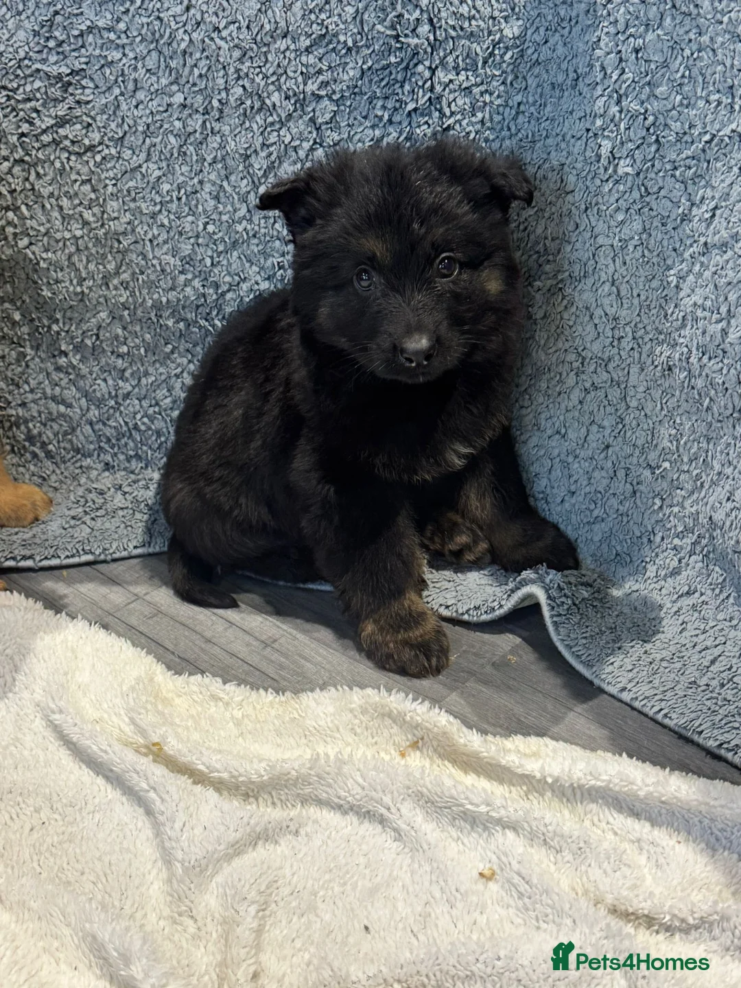 German Shepherd dogs for sale: German shepherd pups  - Advert 19