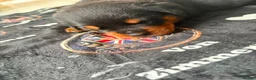 Rottweiler dogs for sale: WORLD CHAMPION CHUNKY ROTTWEILERS  - Advert 21