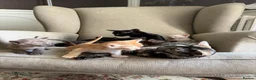 Burmese cats for sale: Cuddly Cream boy & Two beautiful Black Torties - Advert 30
