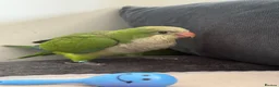Parrots birds for sale: Baby Quakers Hand Reared & Well Socialised  - Advert 3