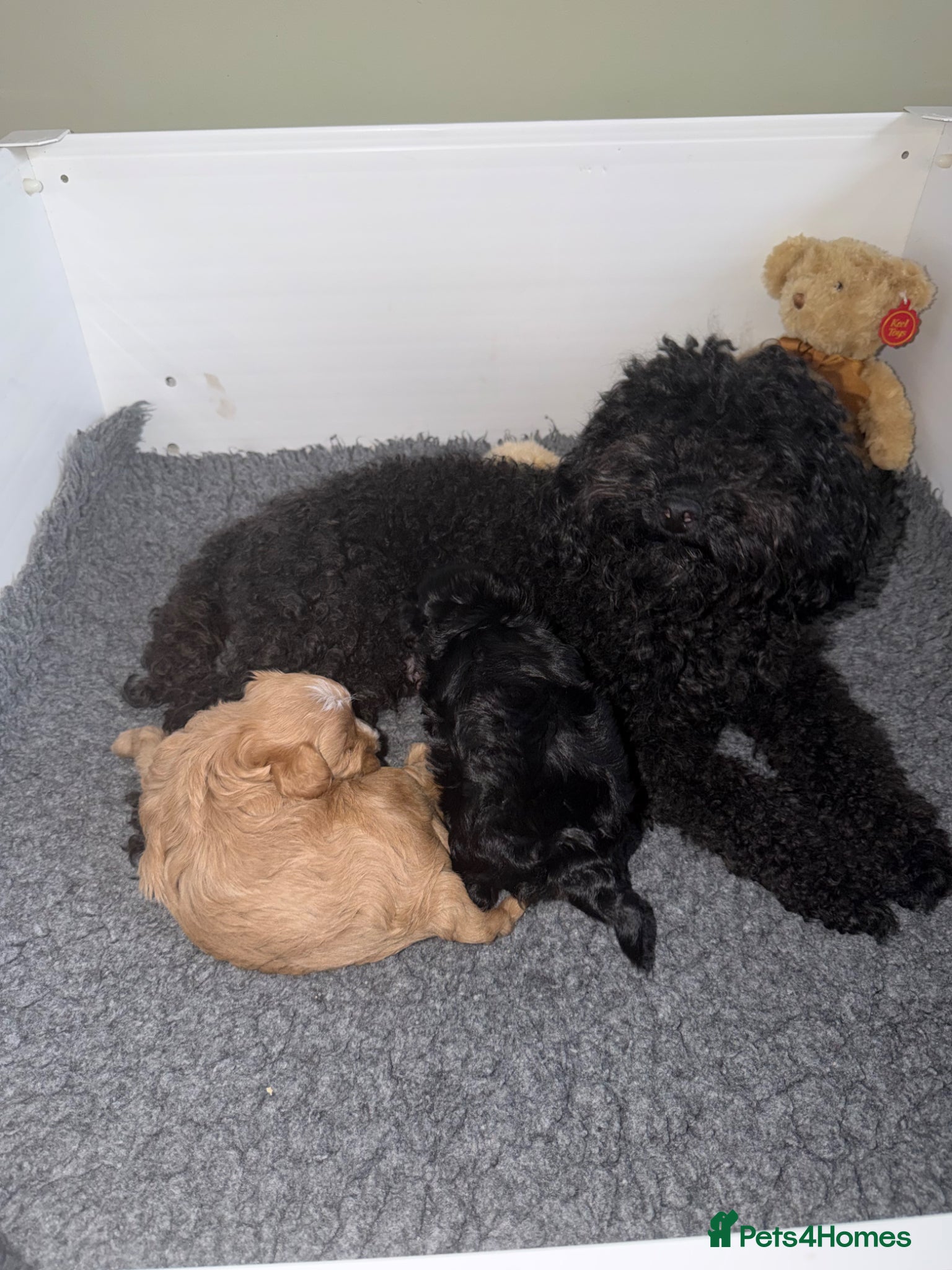 Maltipoo dogs for sale: 2 Beautiful F1 Maltipoo Puppies  - Advert 6