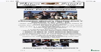 Saint Bernard dogs - Advert 12