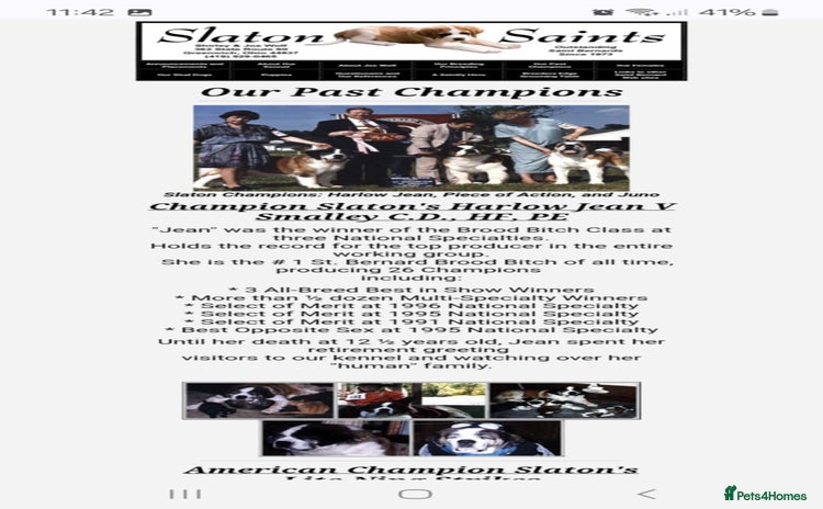 Saint Bernard dogs - Advert 6