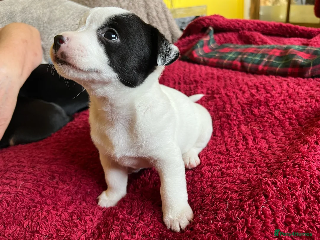 Mixed Breed dogs for sale: Jack Chi puppies, 5 boys, ready end of Feb - Advert 12